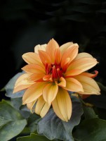 /album/fotogaleria-fotografia-macro/grdr-640x480-jpg/